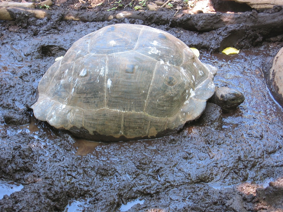 Mud tortoise animal