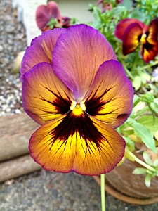 Flower floral plant