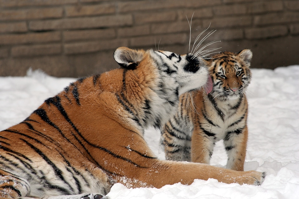 Snow big cats predator