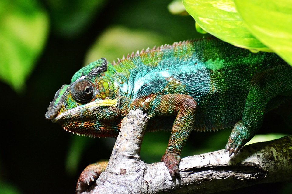 Green scales multi-coloured