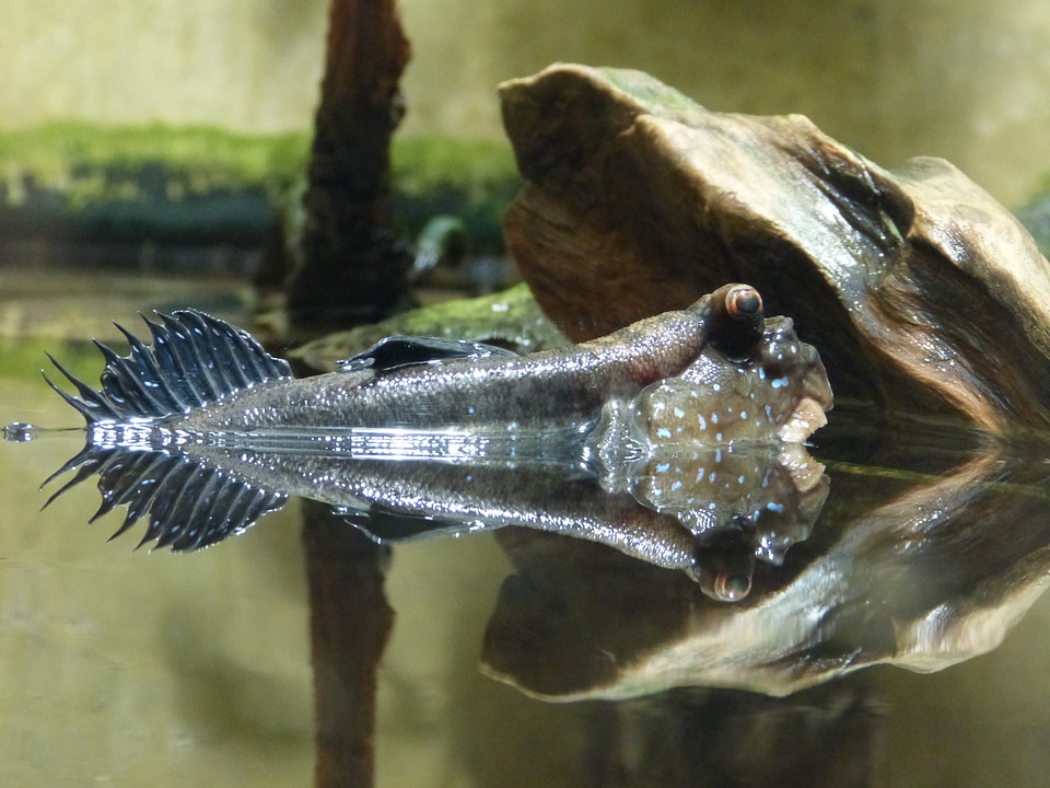 Animal water nature