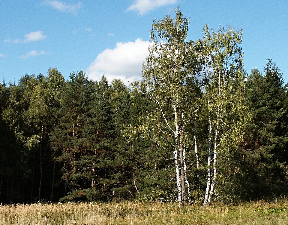 Sky summer landscape