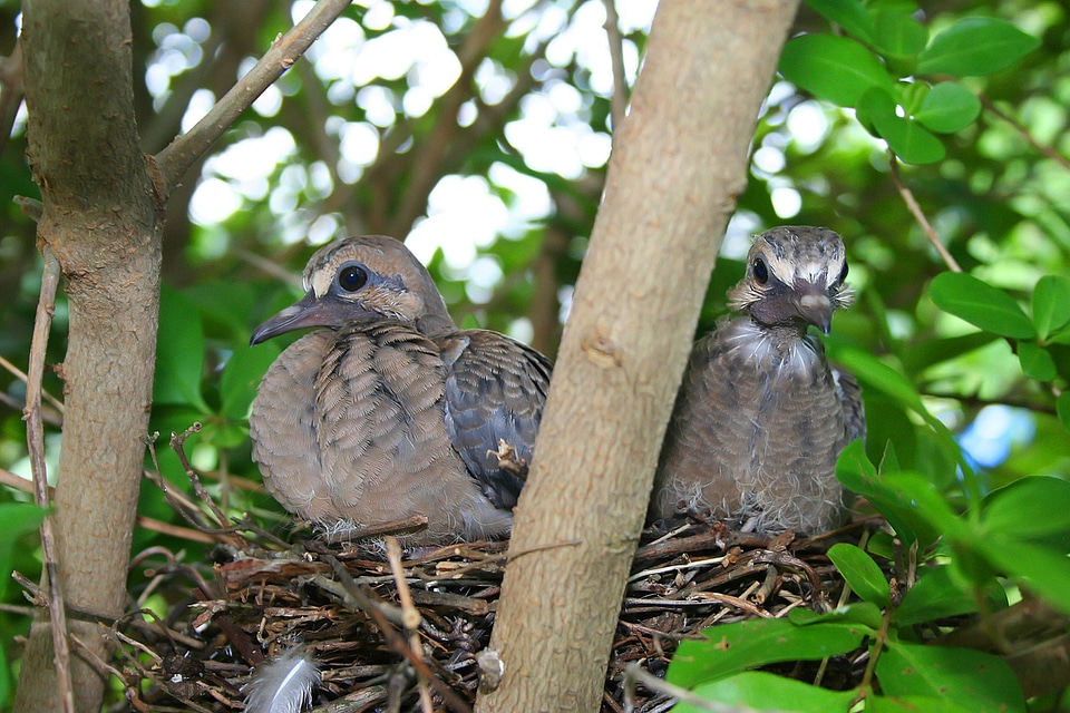 Bird bird's nest nature