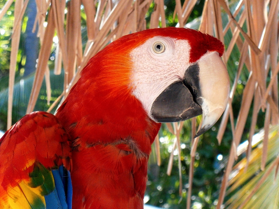 Fauna bird nature