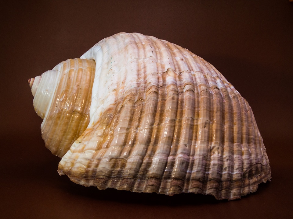 Shell snail close up