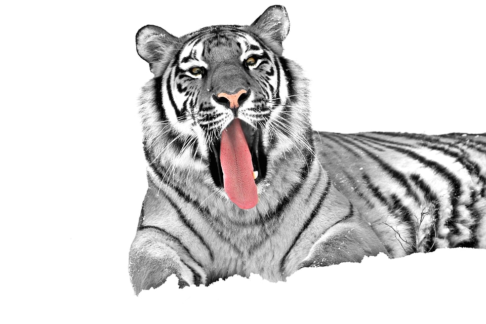 Animal dangerous wild
