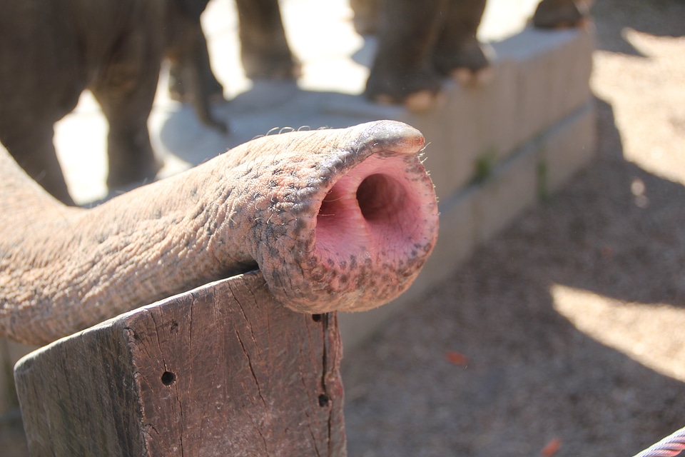 Pachyderm ruesseltier nose