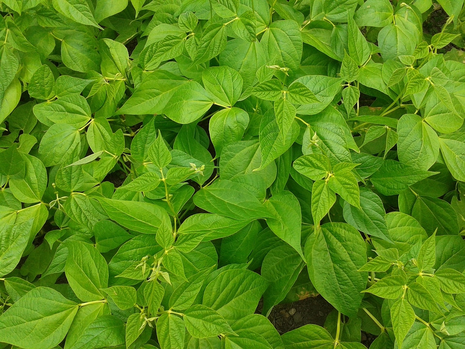 Vegetable plant green food