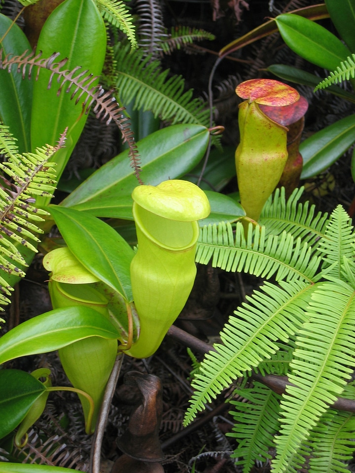 Flower plant nature