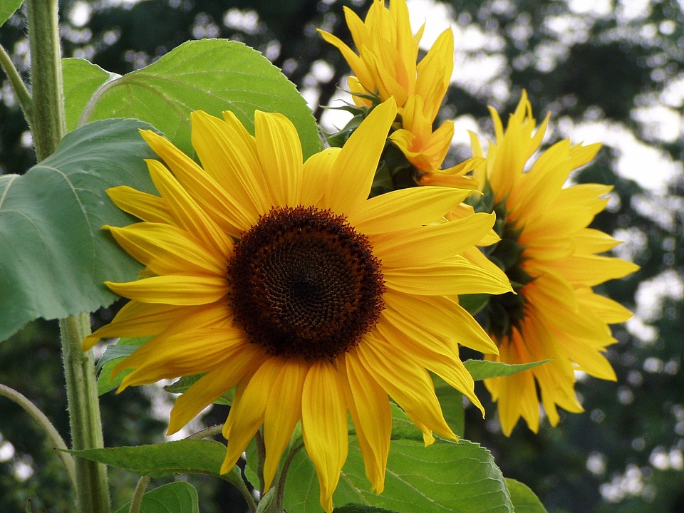 Nature flowers yellow