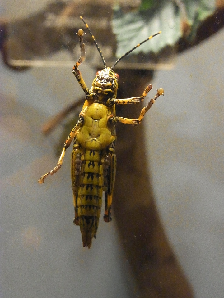 Migratory locust animal pest