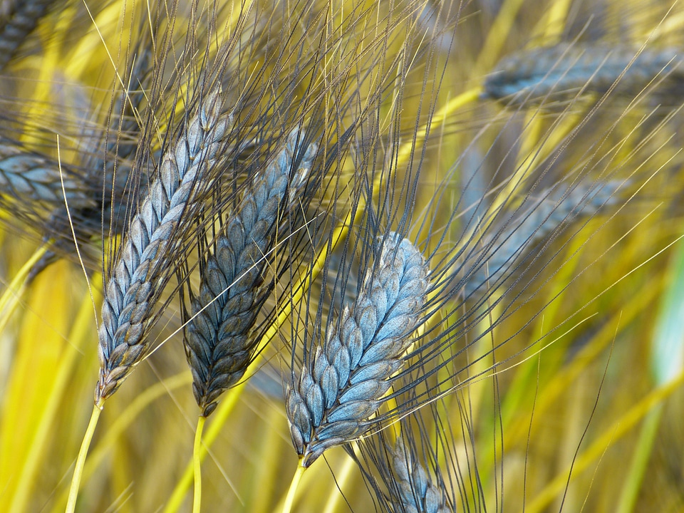 Triticum dicoccon var atratumgetreide cereal