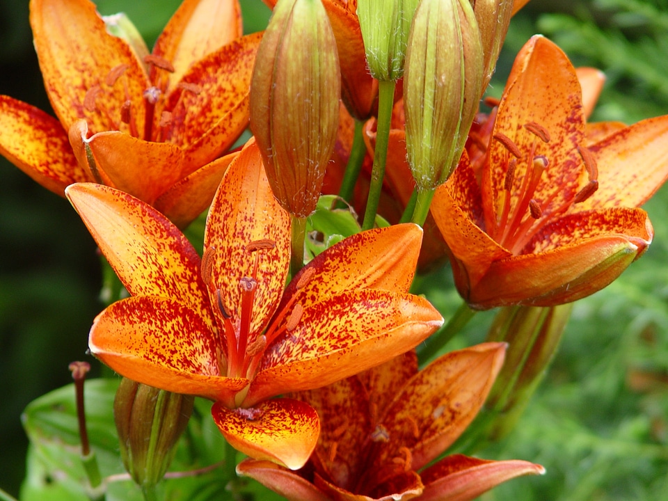 Lilies flowers orange