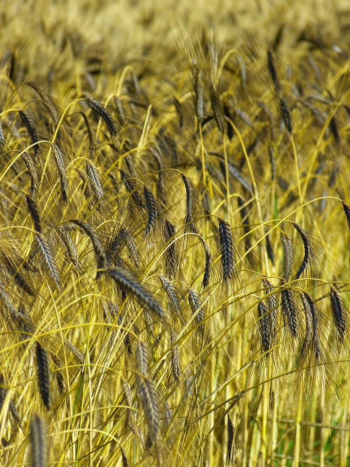 Triticum dicoccum black emmer triticum dicoccon var atratumgetreide
