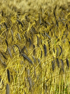 Triticum dicoccum black emmer triticum dicoccon var atratumgetreide