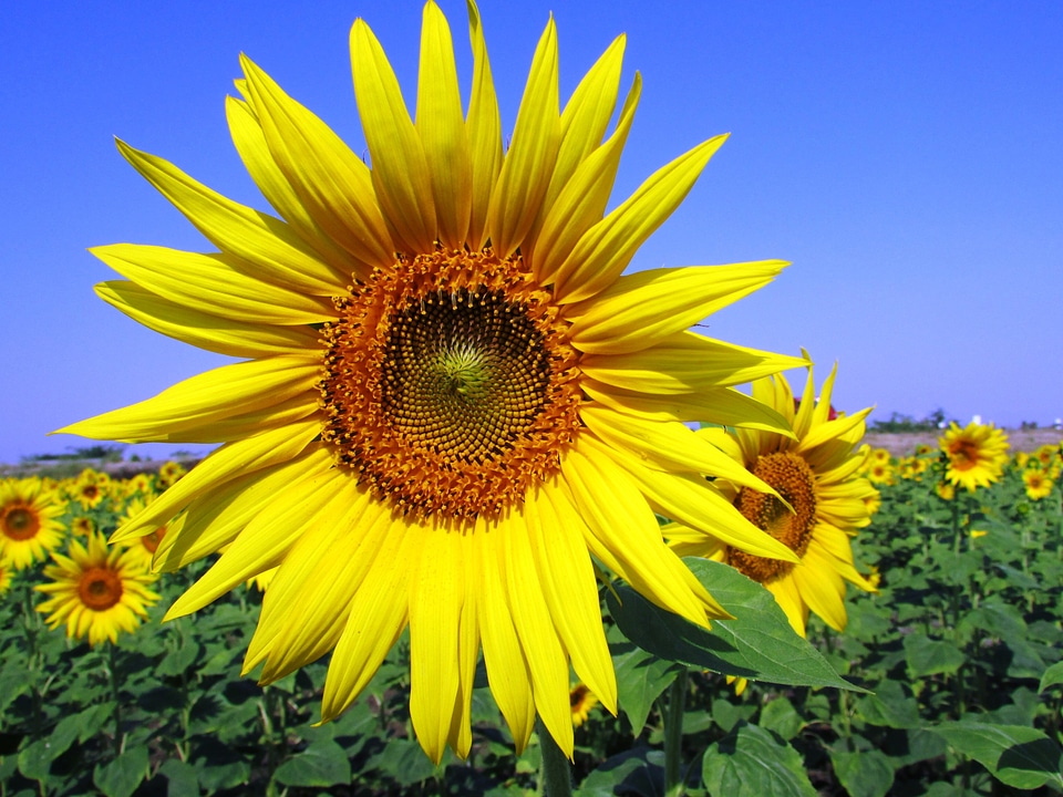 Yellow plant sky