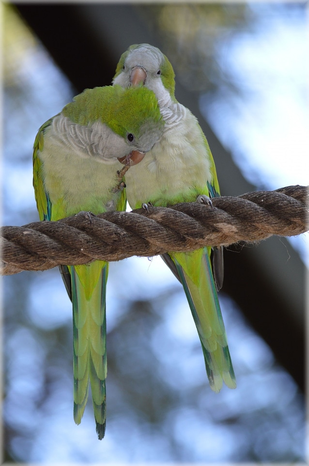 Birds tropical fly