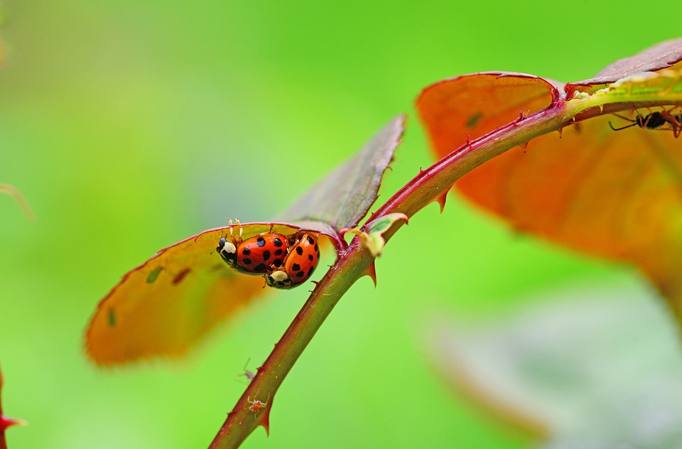 Ladybird harmonia axyridis ladybug