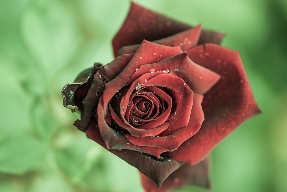 Dark close up rose bloom