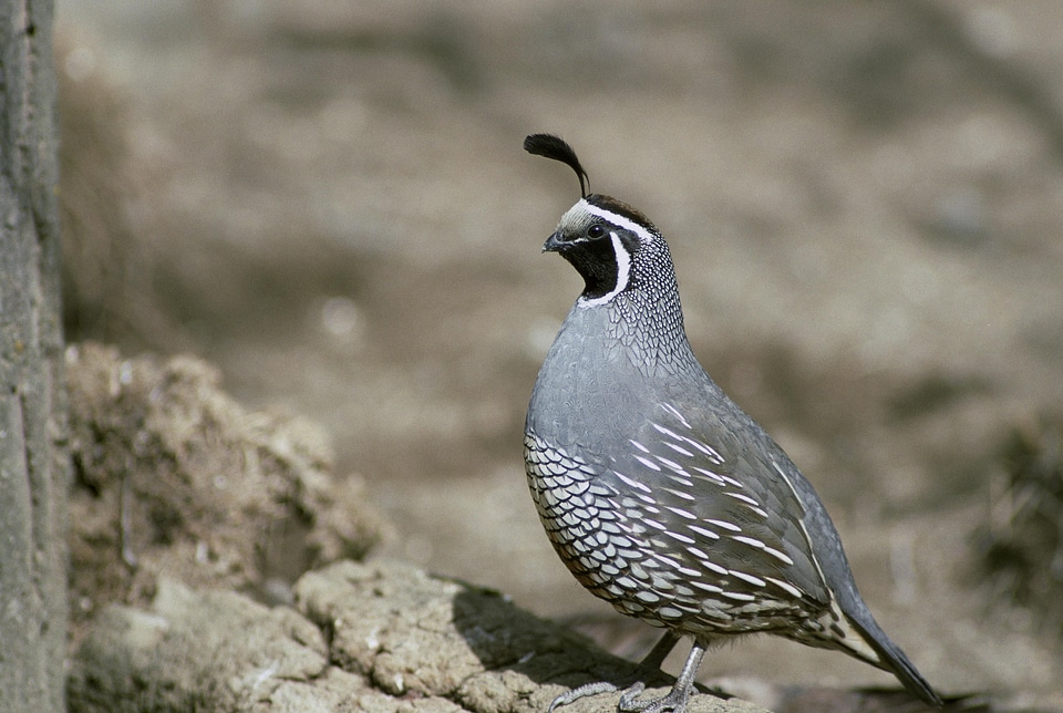 California animal fauna