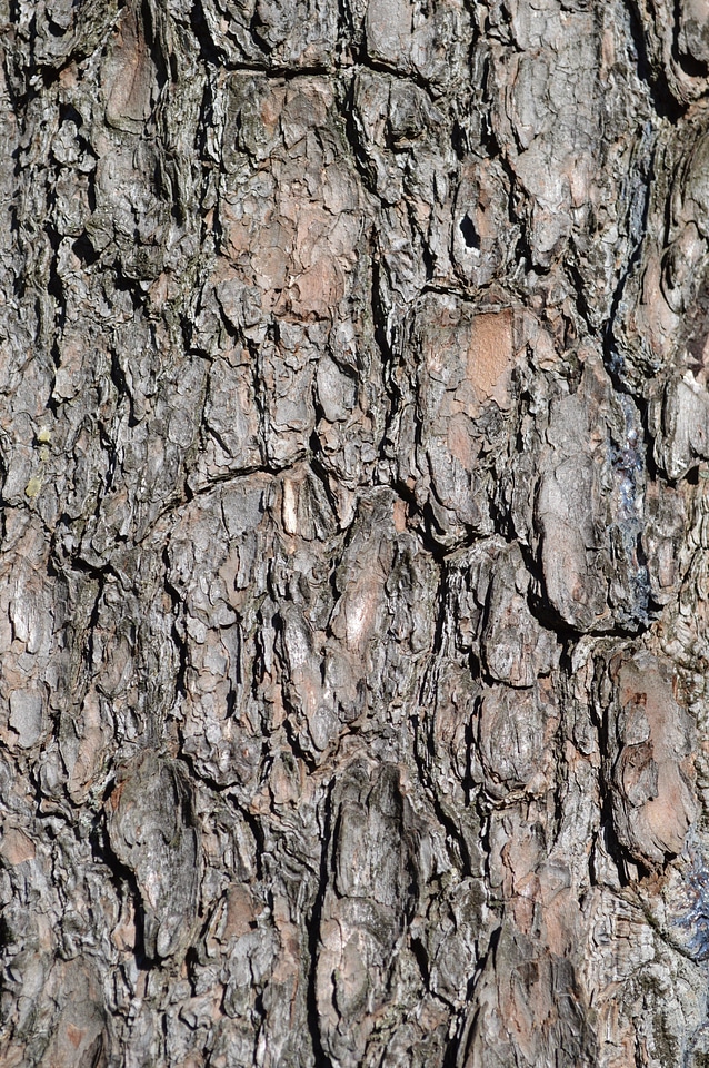 Textured trunk pattern