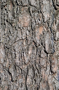 Textured trunk pattern