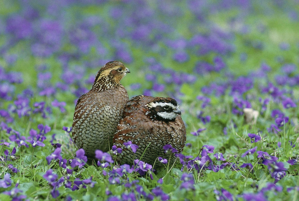 Northern quail birds