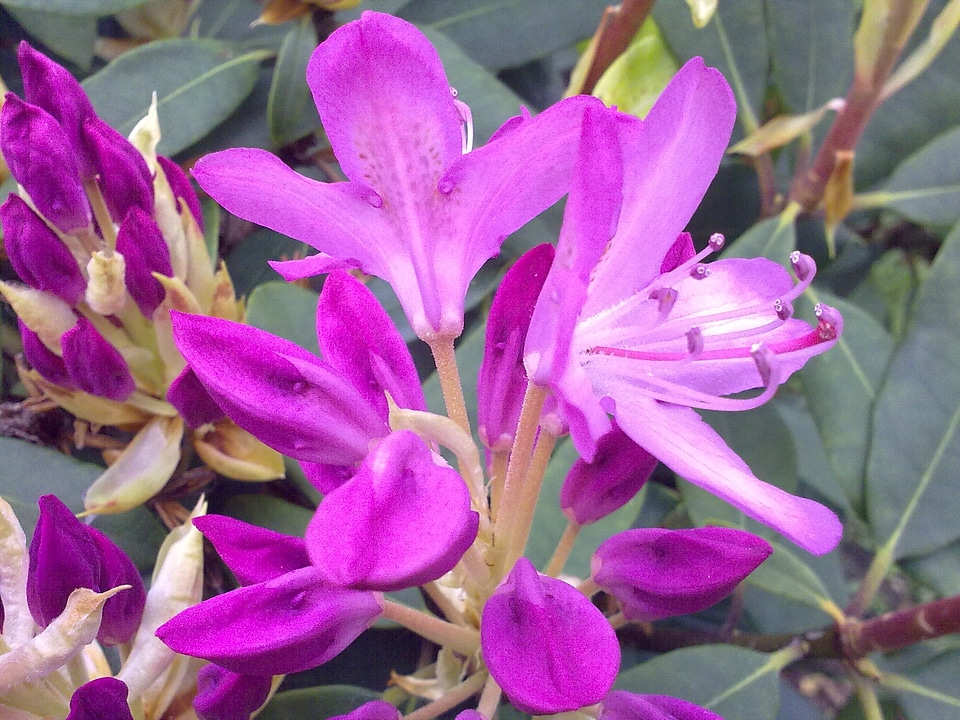 Rhododendron pink vernal