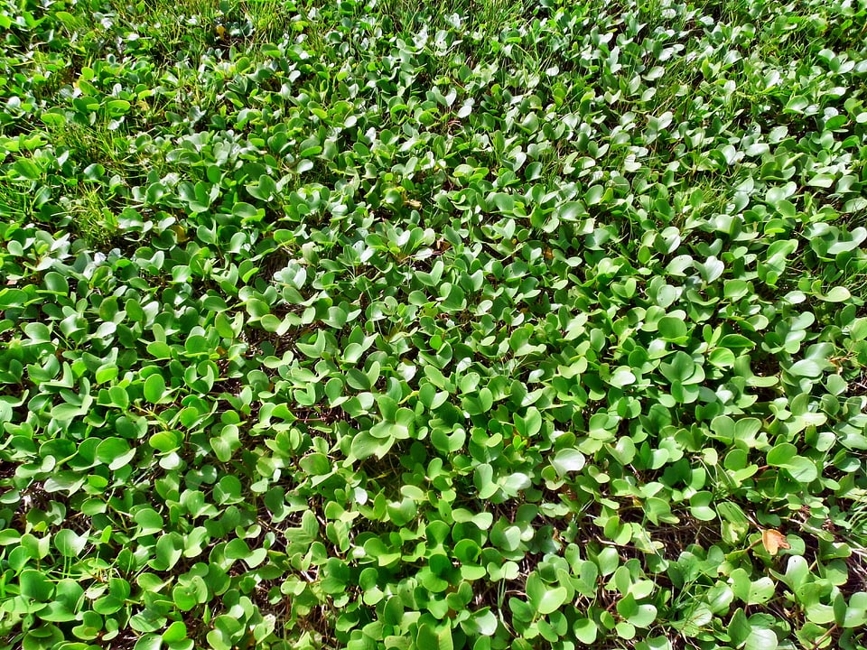 Green leaf growth