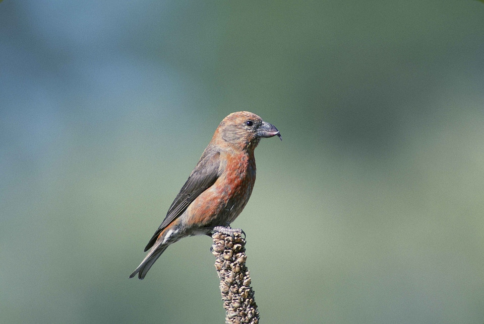 Crossbill red birds