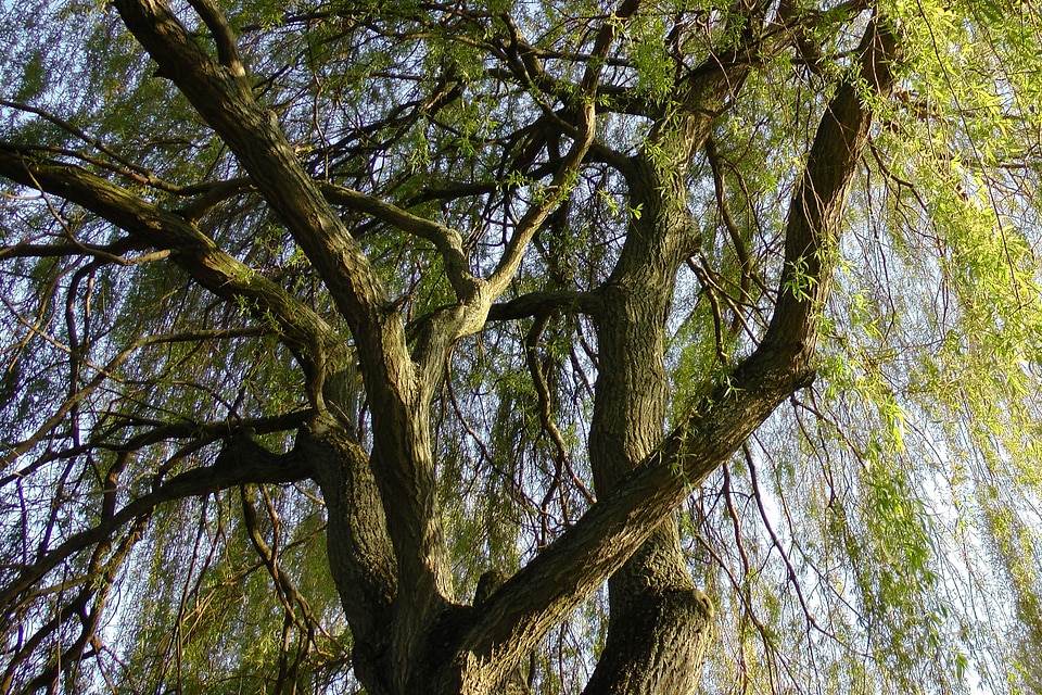 Willow tree aesthetic branches