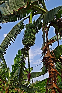 Tree banana green india