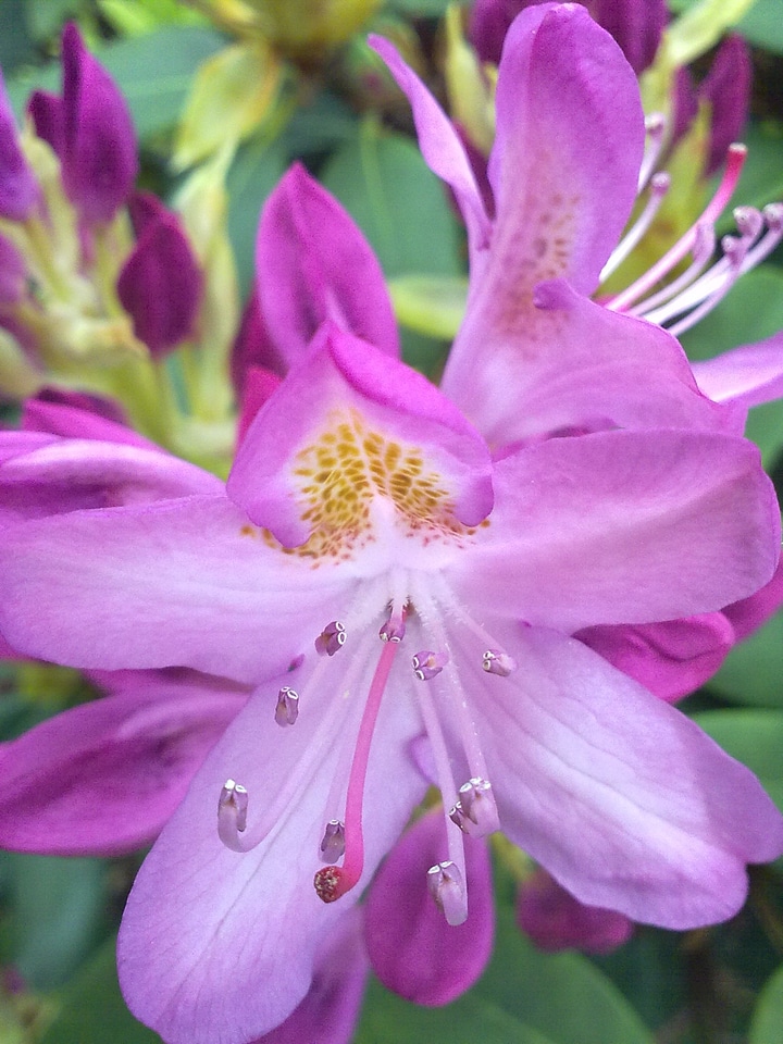 Flower rhododendron light
