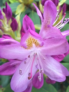 Flower rhododendron light