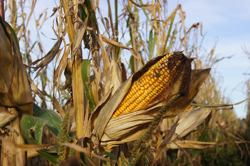 Popcorn corn on the cob field