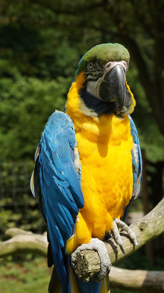 Colorful yellow macaw kurpfalz-park