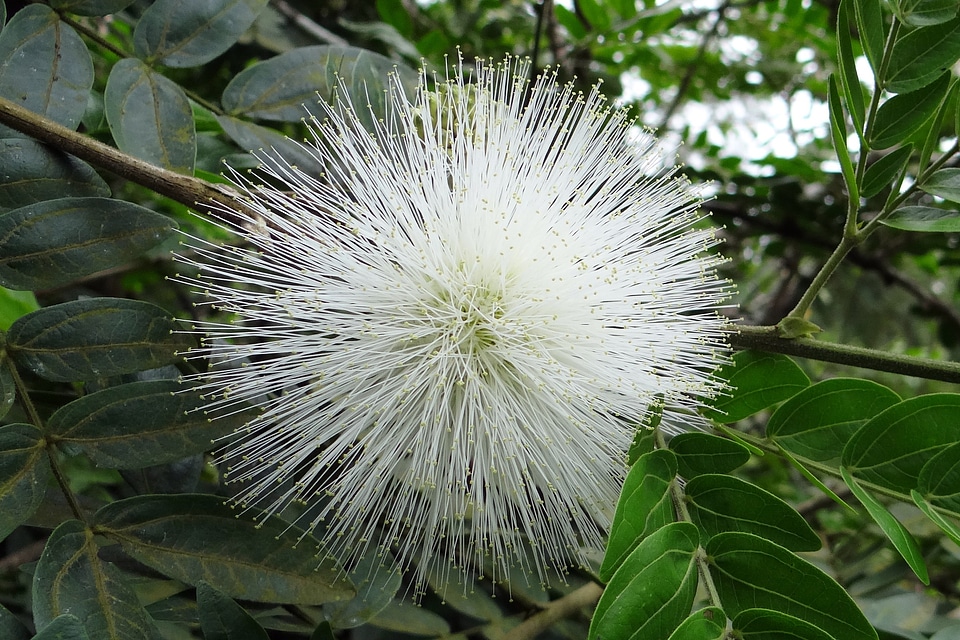 White calliandra haematocephala alba mimosaceae