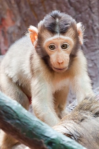 Monkey face infant photo
