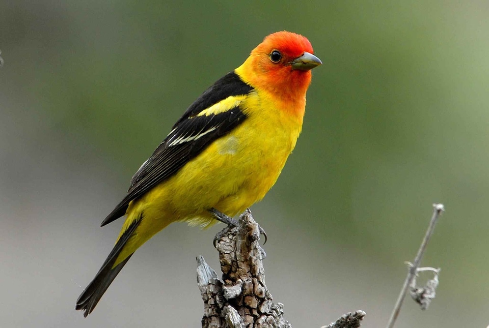 Colorful tanager birds