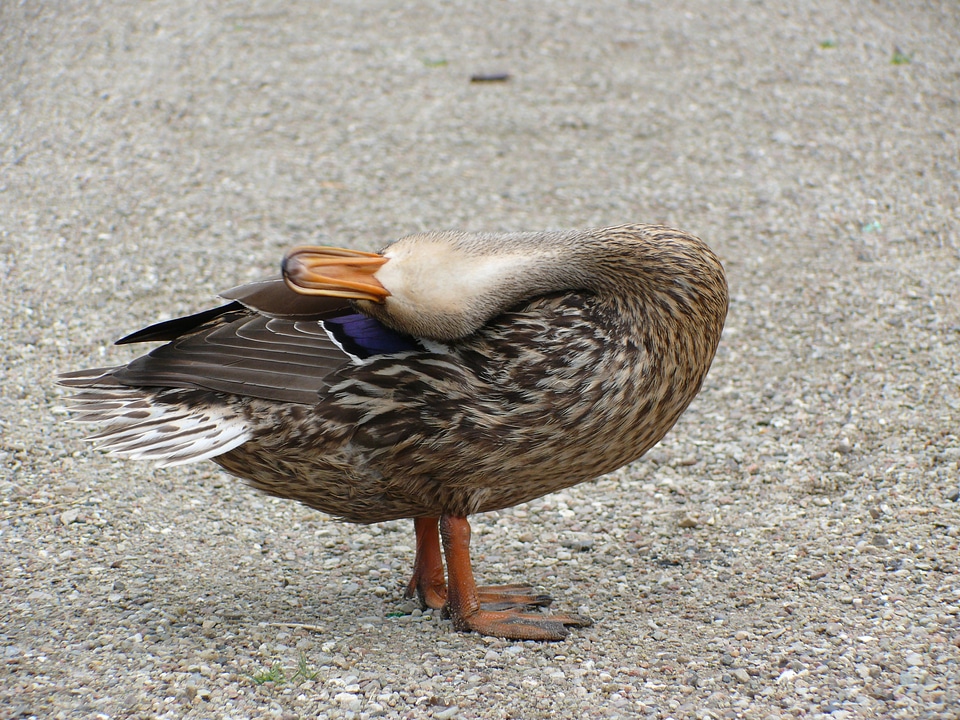 Bird portrait plumage