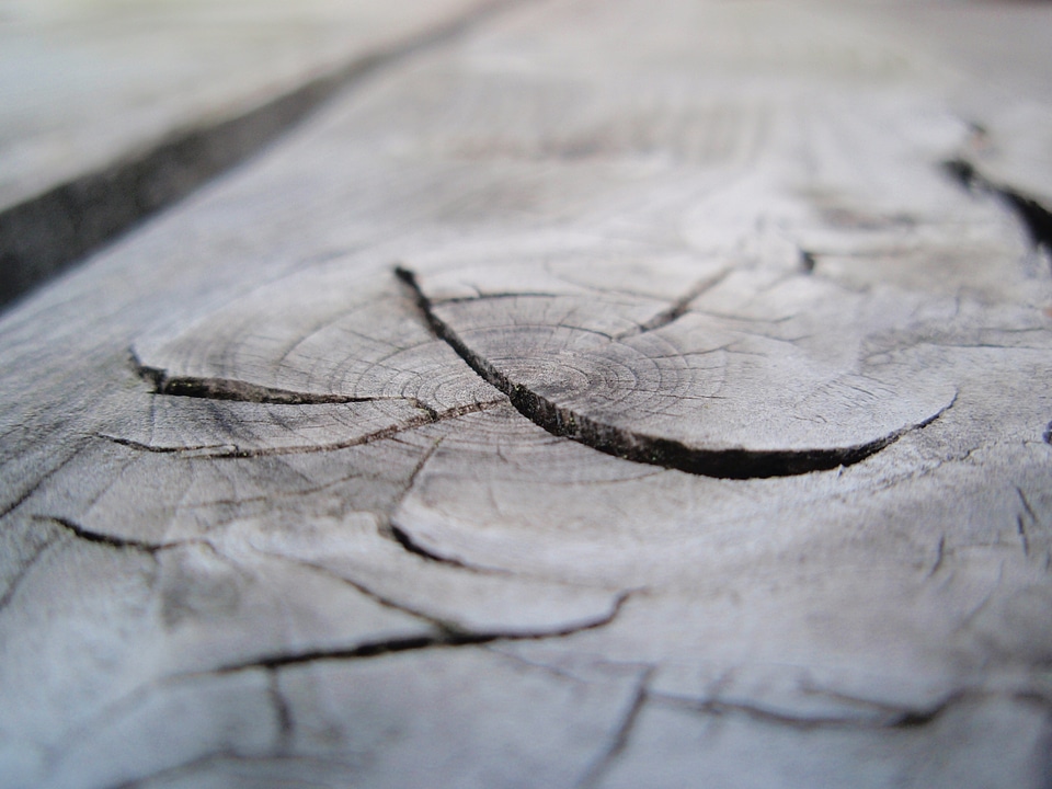Tree dry annual rings