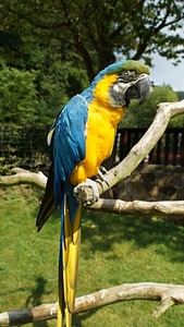 Colorful yellow macaw kurpfalz-park
