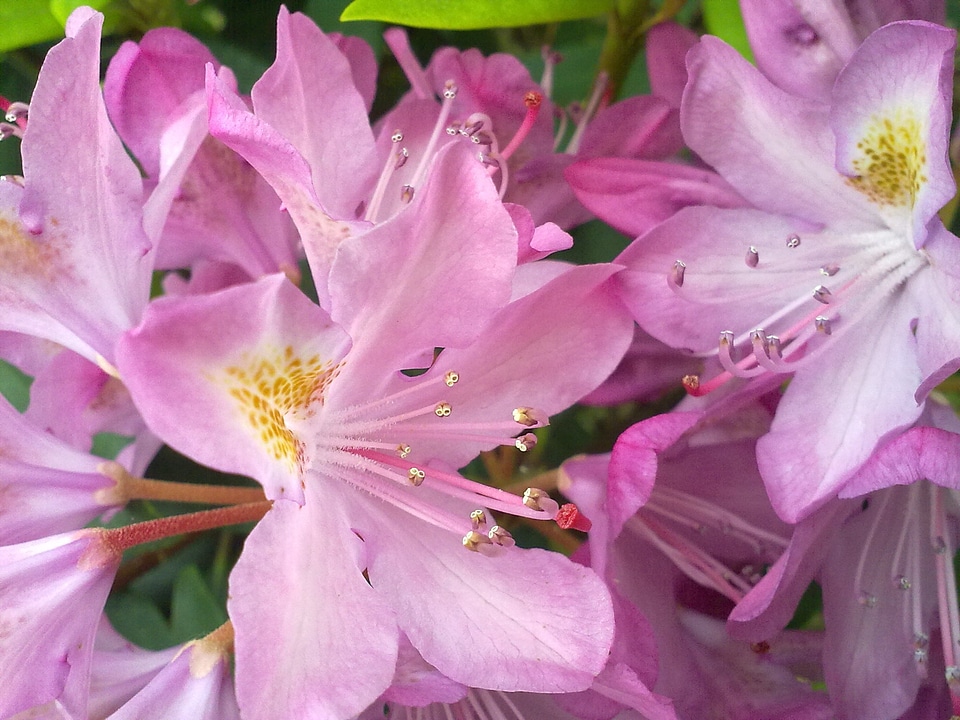 Vernal pink flower rhododendron