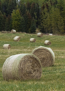 Grass landscape countryside