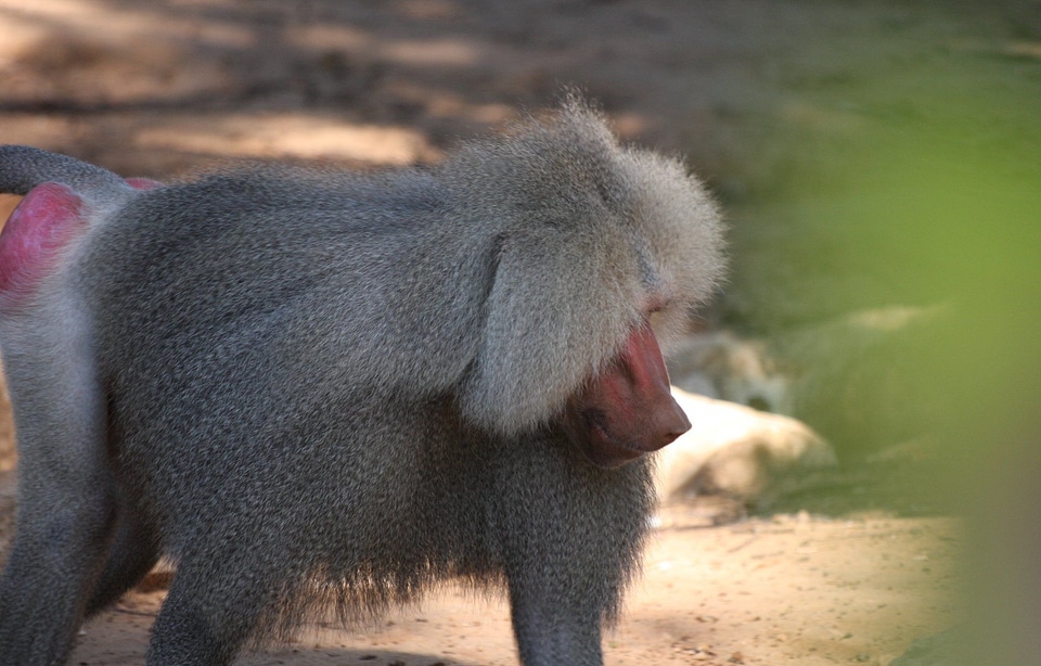 Sitting wildlife mammal