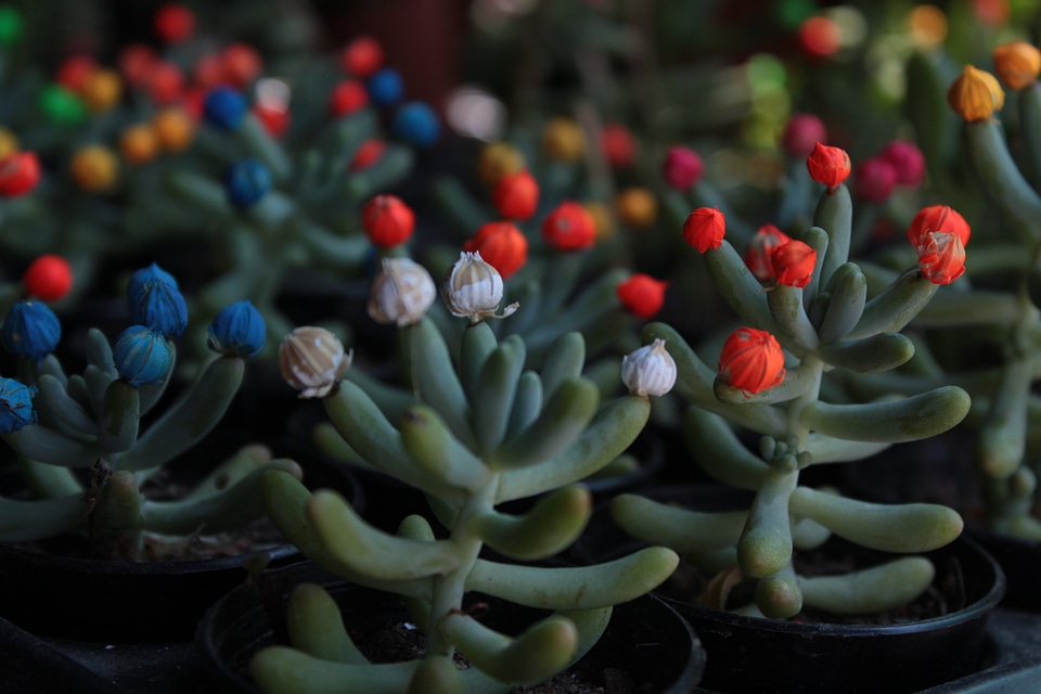 Gülhane gulhane park houseplant