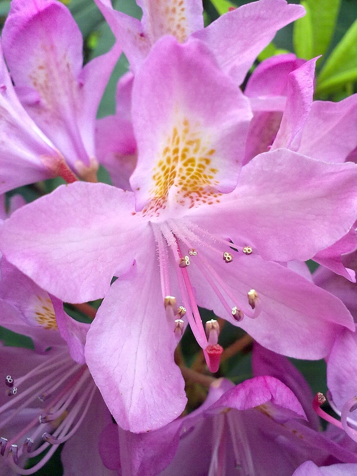 Rhododendron pink flower light