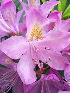 Rhododendron pink flower light