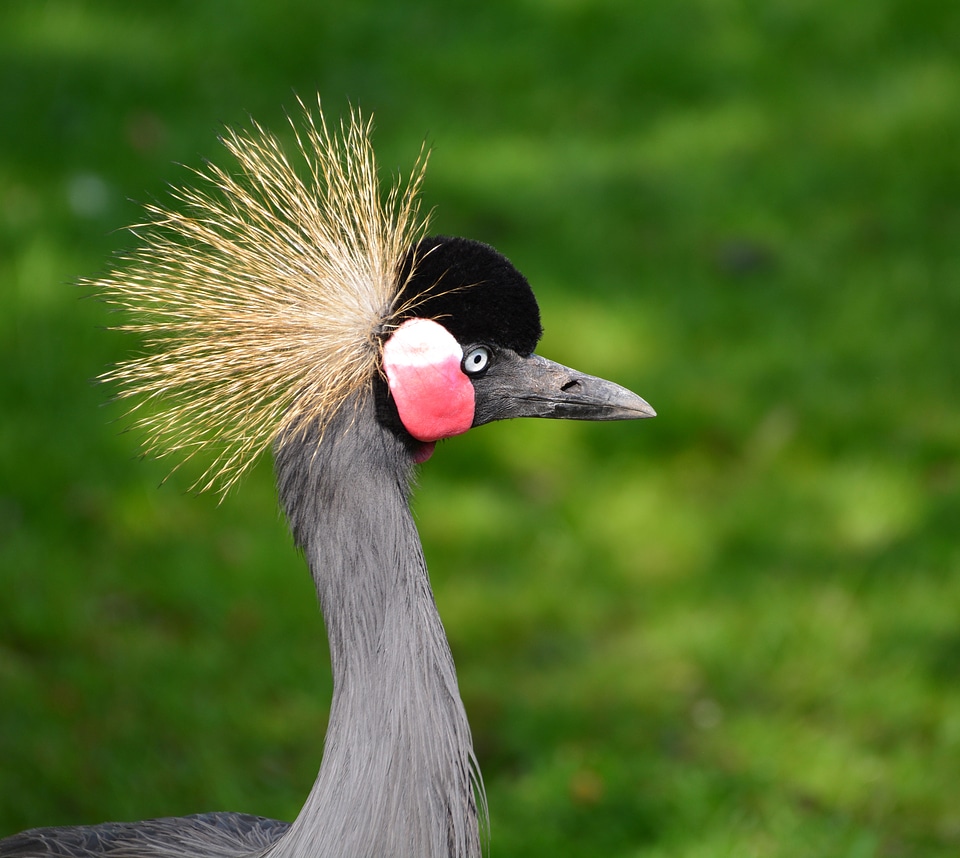 Balearica pavonina bill crane