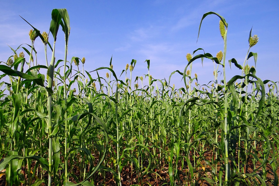 Crop karnataka india